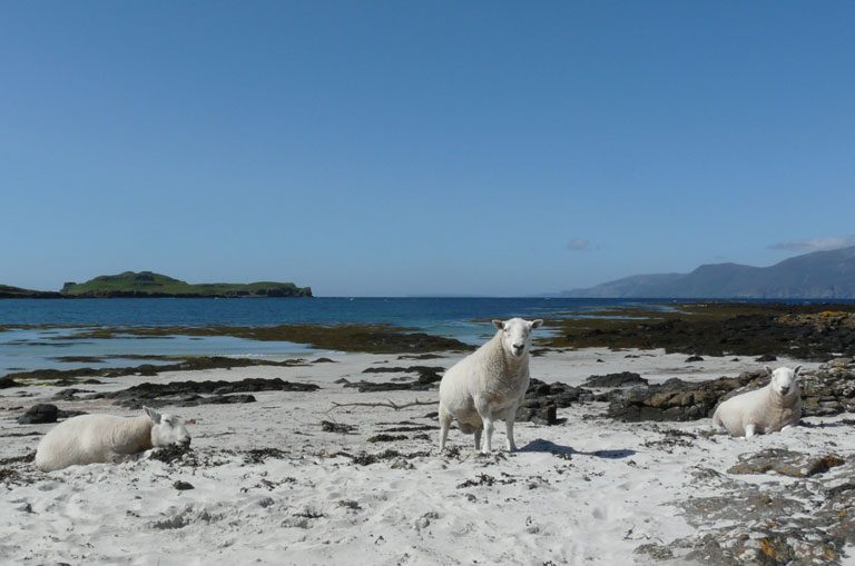 Schiffscharter Schottland - Schafe am Strand